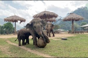Видео: Слоненок и его мама вместе играют с гигантским мячом