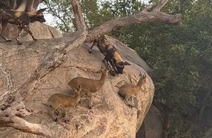 Видео: как маленькая скала стала защитой для трех крошек-антилоп от стаи диких собак