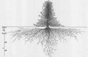 Что скрыто под землей: 11 рисунков корневых систем растений, и для чего их делали