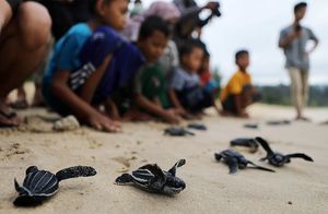 Фото дня: дети помогают черепашкам добраться до океана