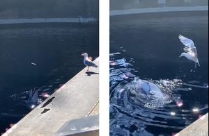 Видео: Дельфин дразнит чайку, хвастаясь перед ней своим уловом