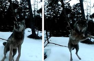 Видео: Волк, который очень странно ведет себя перед камерой
