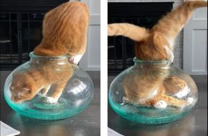 Видео: Как кошка-акробатка протискивается в чрезвычайно тесное пространство вазы