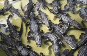 Видео: Крокодильи, скорпионьи и улиточные — самые необычные фермы в мире