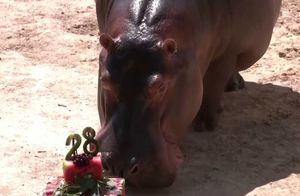 Видео: Как в бразильском зоопарке отметили день рождения бегемота