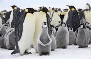 Видео: Пингвины научились общаться и удивили ученых своими способностями