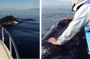 Видео: Синий кит не просто проплыл рядом с яхтой, но еще и дал людям себя погладить