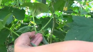 Важно знать каждому дачнику. Обрезка листьев огурца для значительного увеличения урожая и новых завязей