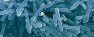 Микроб, которого никто даже не видел, может объяснить наше происхождение