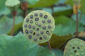 Видео: Как выглядит растение лотос орехоносный, и с чем его едят