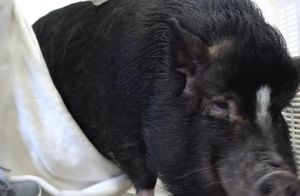 Видео: Процесс купания домашней свинки, за которым невозможно наблюдать равнодушно