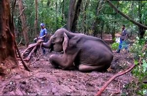 Люди услышали жуткие звуки из джунглей: как спасли слона, чей хобот опутала проволока