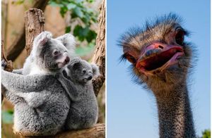 От индюшек до страусов: пять самых глупых птиц и зверей планеты