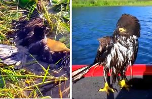 Видео: Птица на большой скорости рухнула в воду, и рыбаки поспешили ей на помощь
