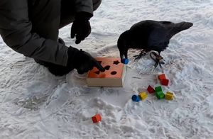 Видео: Невероятно умный ворон всего за 2 часа решил головоломку