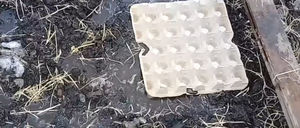 Как вырастить редис в картонных лотках от яиц