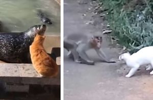 Видео: На что действительно способен кот, если столкнется с дикими животными