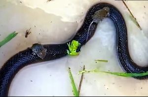 Видео: Змея, лягушка, две мыши и жук сплотились, чтобы выжить в затопленном резервуаре