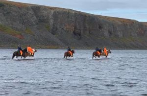 Видео: Как исландские лошади могут ходить по воде, пересекая огромные озера