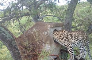 Видео: Леопард украл птенца прямо из гнезда