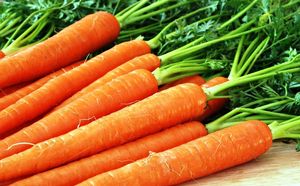 Как прорастить семена моркови