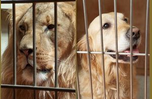 Вдруг никто не поймет: в китайском зоопарке льва в клетке подменили на собаку