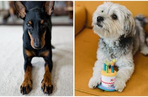 14 лет и дольше: 20 пород собак, которые проживут долго и счастливо