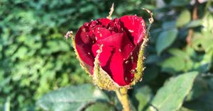Как бороться с тлей на розах: дедовский метод