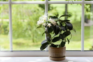 Самые ароматные комнатные растения для дома