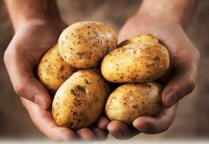Вы будете сажать картошку в этом году?