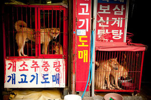 Жестокость к беззащитным: жуткие собачьи рынки в Северной Корее
