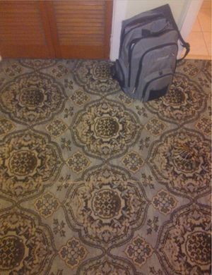 Картинка-загадка: найдите черепаху, отдыхающую на ковре