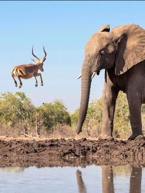 Уникальный момент: хвастовство импалы перед слонами