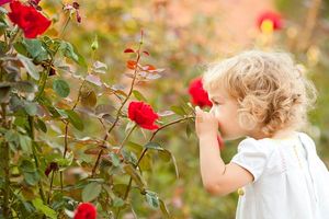 Почему не цветет роза: распространенные ошибки садовода