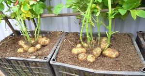 И огород не нужен. Попробуйте вырастить картошку в пластиковых ящиках — интересный эксперимент