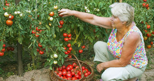 Как правильно сажать томаты, чтобы они не вытягивались и хорошо плодоносили