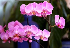 Орхидея Фаленопсис: размножение в домашних условиях
