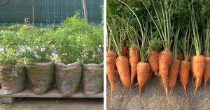 Сэкономьте место в огороде и вырастите крупную морковь в пакетах. Интересный опыт с хорошим результатом