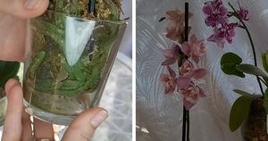 Пересадите орхидею в мох и удивитесь результату. Корни растут интенсивно, а орхидея цветёт, как никогда раньше