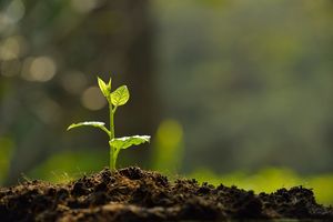 Уход за рассадой: зачем поглаживать ростки