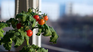 Урожай на подоконнике: как растить в квартире лук, помидоры и даже ананасы