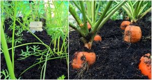 Необычный способ выращивания моркови на горке: много клубней на маленьком участке