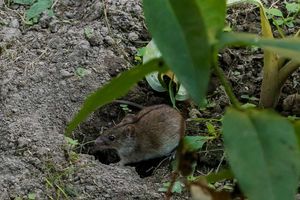 Как отпугнуть мышей и крыс с участка с помощью трав