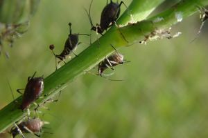 Как избавиться от тли и муравьев: лучшие народные средства