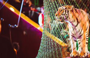 Диким животным в цирке не место: активисты добились запрета на использование зверей в представлениях