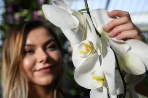 Опытные цветоводы отвечают на вопрос, почему капризная орхидея отказывается цвести