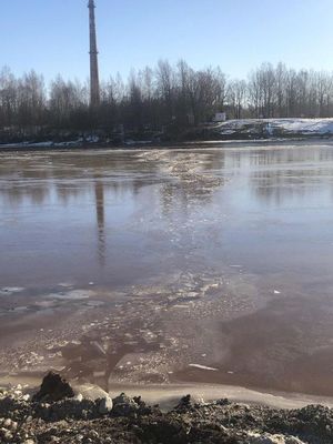 Эстонские рабочие спасли «собаку» из замерзшей реки, а оказалось что это волк
