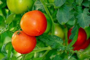 Сорта помидоров, рассада с которых даст щедрый урожай
