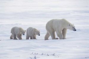 Реалили-шоу всероссийского значения: как медведи устроили полярникам внеплановые каникулы