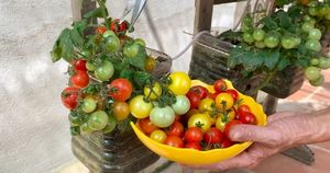 Выращивайте мини томаты прямо на балконе. Увлекательный огород в городе
